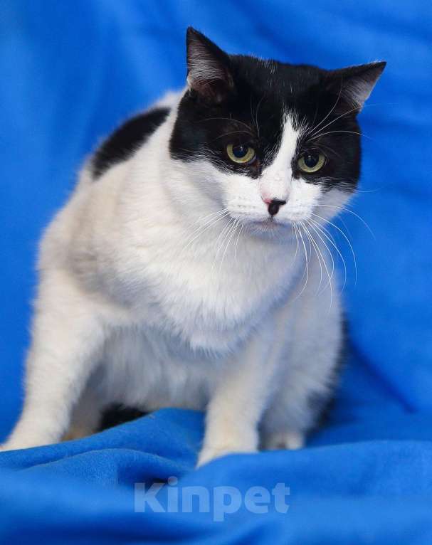 Кошки в Москве: Баюн, кот из сказок Пушкина Мальчик, Бесплатно - фото 3