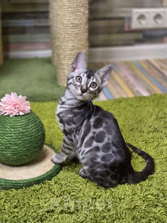 Кошки в Москве: Gabriel Benjoy Мальчик, 95 000 руб. - фото 4