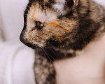 Кошки в Москве: Котенок в добрые руки Девочка, Бесплатно - фото 6