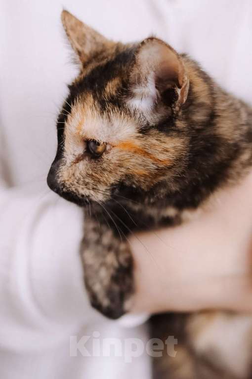 Кошки в Москве: Котенок в добрые руки Девочка, Бесплатно - фото 6