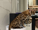 Кошки в Москве: Королева Бенгалов Девочка, 100 000 руб. - фото 2