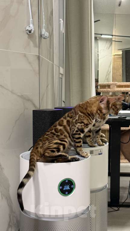 Кошки в Москве: Королева Бенгалов Девочка, 100 000 руб. - фото 2