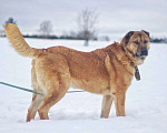 Собаки в Наро-Фоминске: Панчо: для тех, кто любит размах, размер и рыжих Мальчик, Бесплатно - фото 5