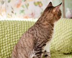 Кошки в Москве: Роскошный полосатый кот Борис ищет дом, в добрые руки Мальчик, 1 руб. - фото 7