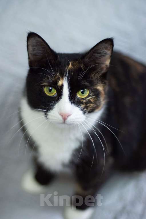 Кошки в других городах Московской области: Кошка Лоя в любящую семью Девочка, Бесплатно - фото 2