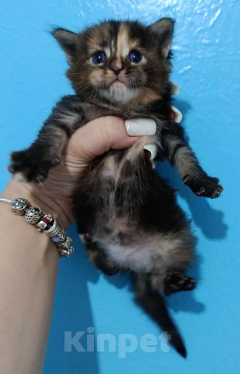 Кошки в Пролетарске: Бронь котят Мейн-Кунят  Мальчик, 12 000 руб. - фото 4