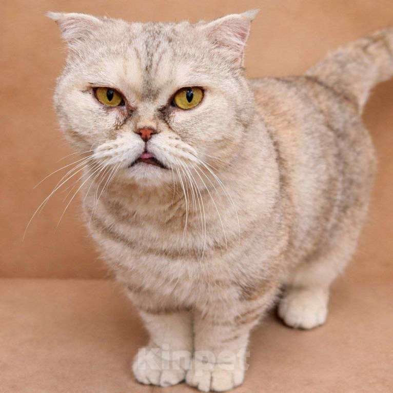 Кошки в Москве: Представляем вам очаровательную кошечку Эммочку! Девочка, Бесплатно - фото 3