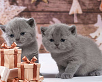Кошки в Колпашево: Породистые котята к Новому году, 6 000 руб. - фото 6