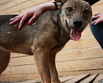 Собаки в Клине: Герда Девочка, Бесплатно - фото 5