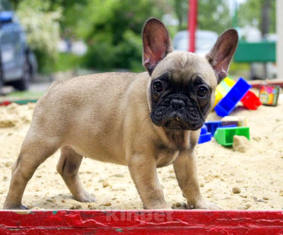 Собаки в Белгороде: Палевая девочка Девочка, 45 000 руб. - фото 2