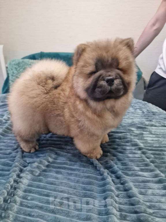 Собаки в Чебоксарах: Рыжий мальчик чау чау Мальчик, 30 000 руб. - фото 1