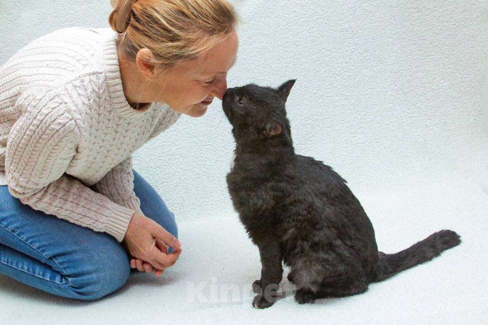Кошки в Москве: Кот Кудряш ищет дом Мальчик, Бесплатно - фото 2
