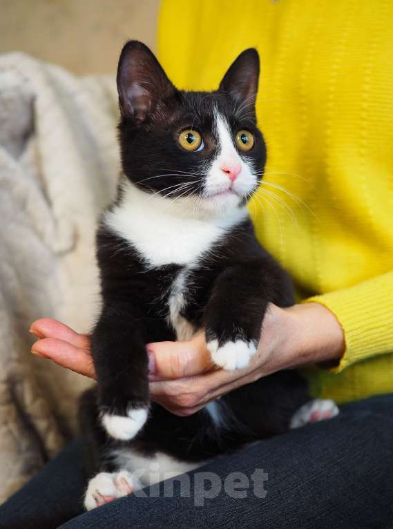 Кошки в Москве: Котёнок в добрые руки  Мальчик, Бесплатно - фото 3