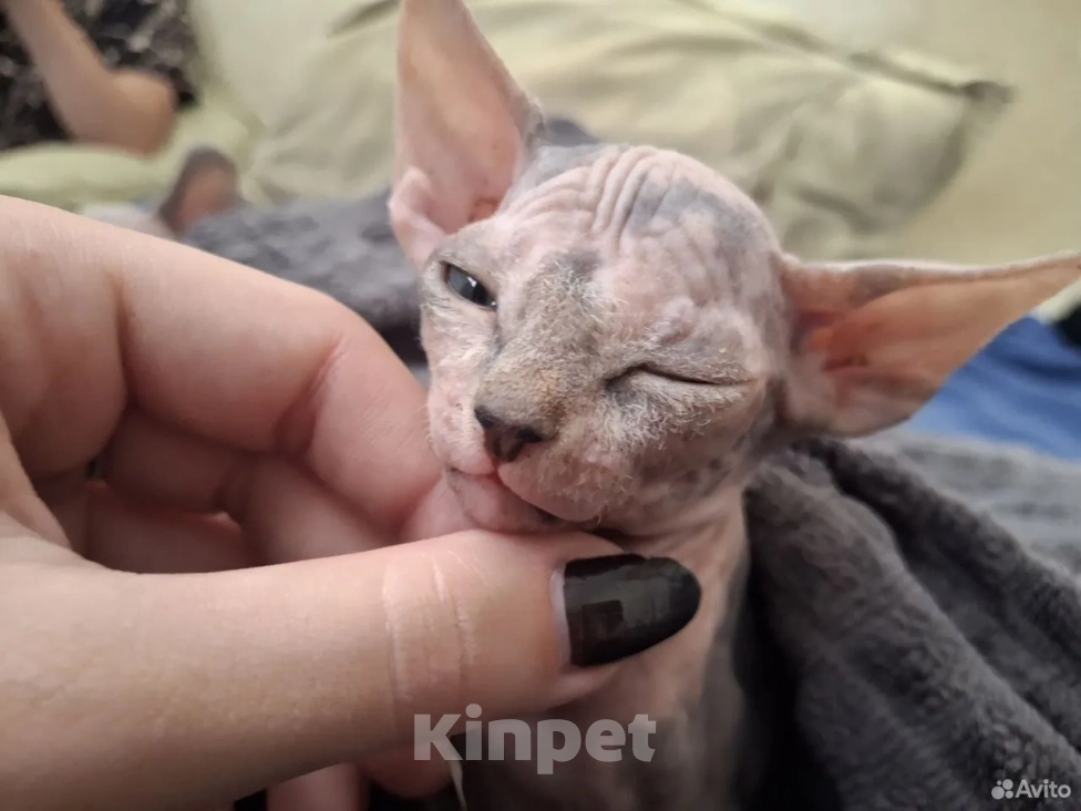 Кошки в Краснодаре: Канадский сфинкс,девочка Девочка, 7 000 руб. - фото 2