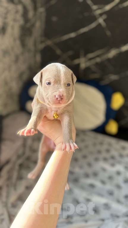 Собаки в Санкт-Петербурге: Девочка 🩷 Девочка, 40 000 руб. - фото 4