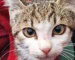 Кошки в Москве: Трогательный котёнок Стёпка (3,5 мес.) ищет дом!!! Мальчик, Бесплатно - фото 3