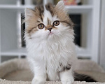 Кошки в Ярославле: Шотландская длинношерстная девочка Девочка, 35 000 руб. - фото 5