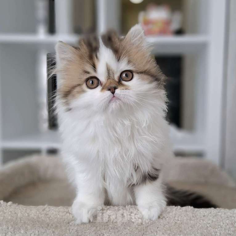 Кошки в Ярославле: Шотландская длинношерстная девочка Девочка, 35 000 руб. - фото 5