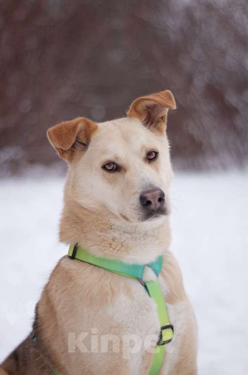 Собаки в Москве: Общительный улыбчивый Дюшес в поисках дома Мальчик, Бесплатно - фото 1