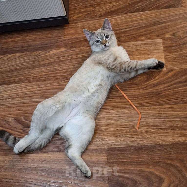 Кошки в Липецке: Отдаю в надёжные руки Кефира Мальчик, Бесплатно - фото 9