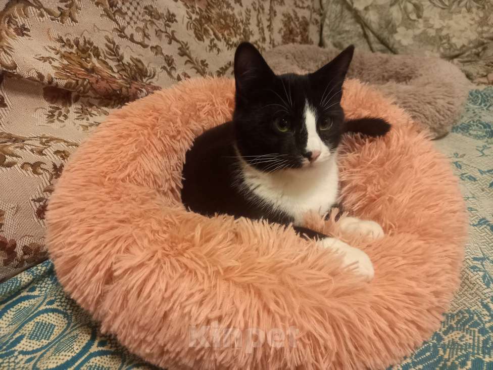 Кошки в Москве: Котёнок Сэм в ваш дом Мальчик, Бесплатно - фото 2