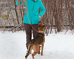 Собаки в Москве: Яркая рыжая лисичка Рани, 11 месяцев Девочка, Бесплатно - фото 7