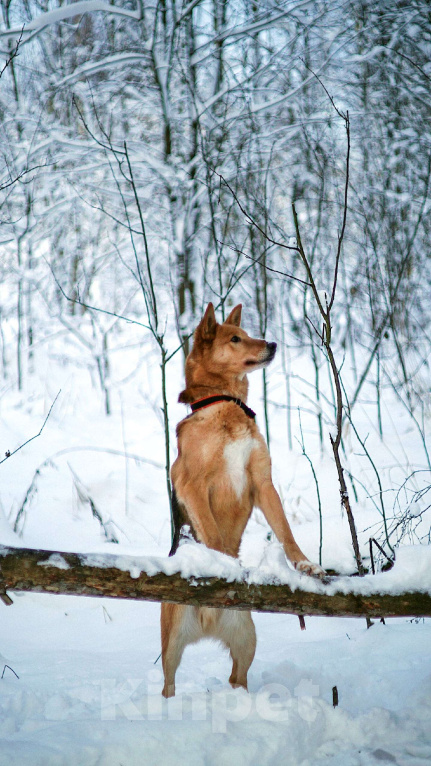 Собаки в Балашихе: Саливан — Хитрый Лис с сердцем из золота! Мальчик, Бесплатно - фото 6