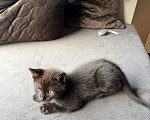 Кошки в Калининграде: Котик  РЕДКОГО шоколадного окраса!!! Мальчик, Бесплатно - фото 8