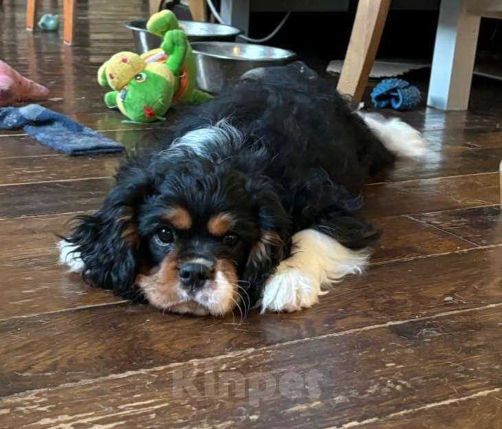 Собаки в Новосибирске: Мальчишки Кавалер Кинг Чарльз спаниель Мальчик, 60 000 руб. - фото 3