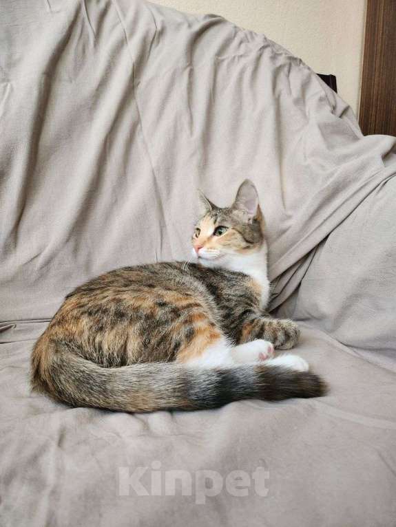 Кошки в Москве: Прелестная Флора в добрые руки Девочка, Бесплатно - фото 5