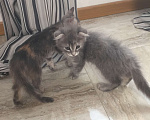 Кошки в Краснодаре: Кошечка в добрые руки даром Девочка, Бесплатно - фото 3