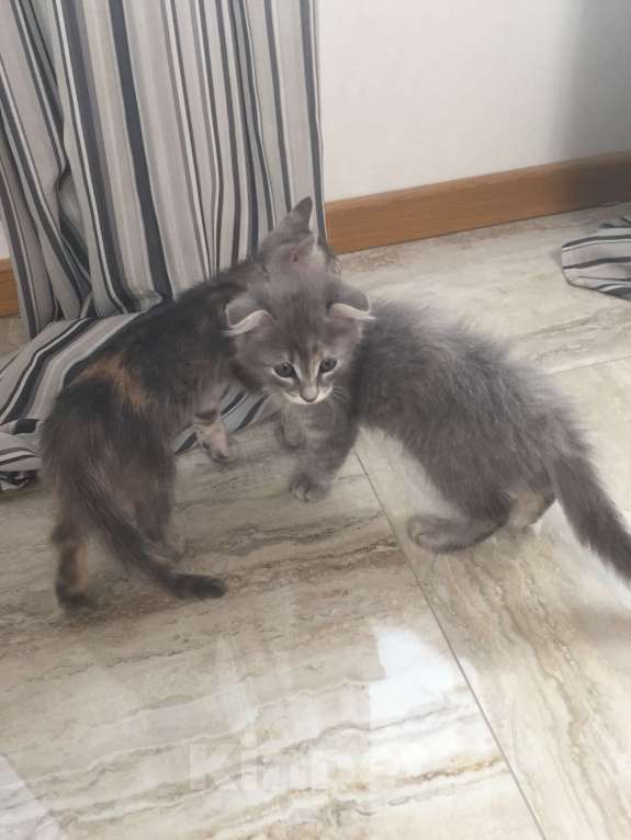 Кошки в Краснодаре: Кошечка в добрые руки даром Девочка, Бесплатно - фото 3