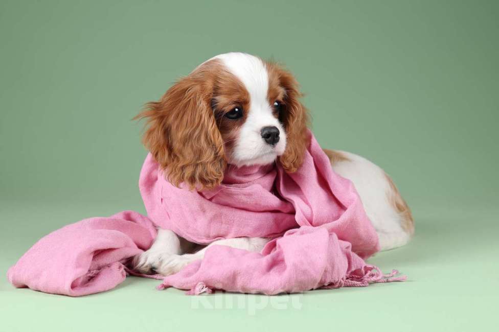 Собаки в Санкт-Петербурге: ДевочкаКавалер Кинг Чарльз Спаниель Девочка, 180 000 руб. - фото 1