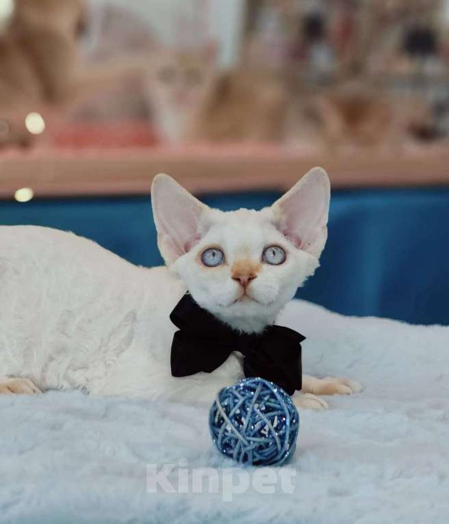 Кошки в Новосибирске: Девон Рекс, мальчик Мальчик, Бесплатно - фото 4