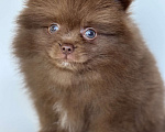 Собаки в Великом Новгороде: Померанский шпиц продажа Мальчик, 70 000 руб. - фото 1