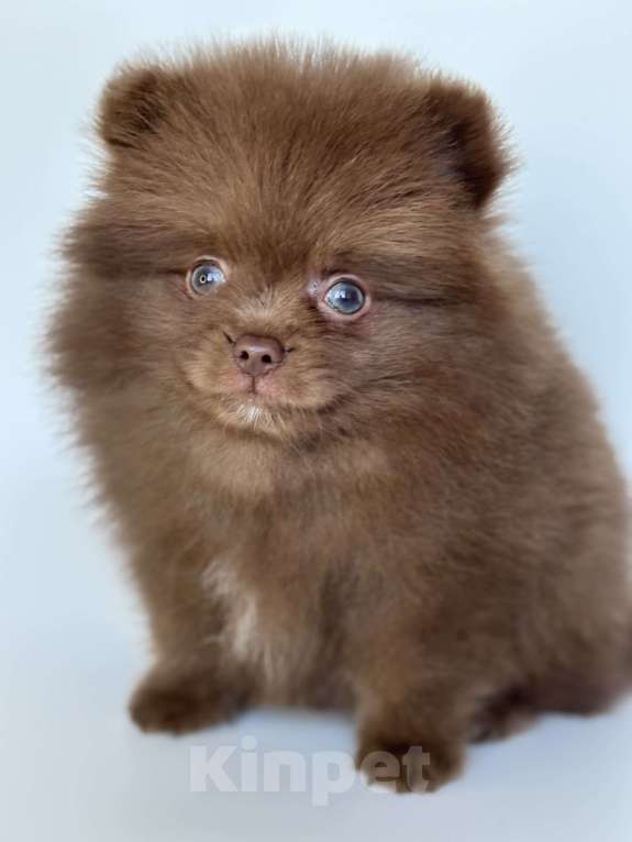 Собаки в Великом Новгороде: Померанский шпиц продажа Мальчик, 70 000 руб. - фото 1