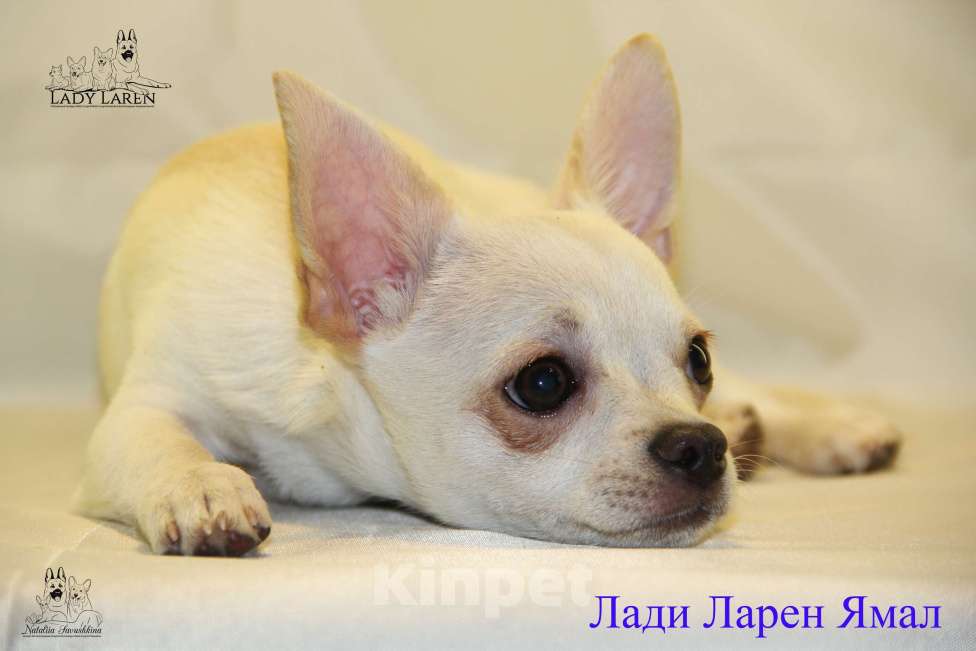 Собаки в Москве: Щенки чихуахуа  Мальчик, Бесплатно - фото 1