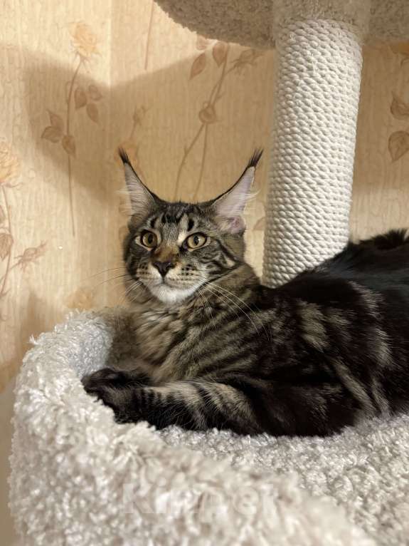 Кошки в Челябинске: Barbara YurmaHoll Девочка, Бесплатно - фото 1