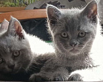 Кошки в Краснодаре: Милые котята британской породы Мальчик, Бесплатно - фото 1