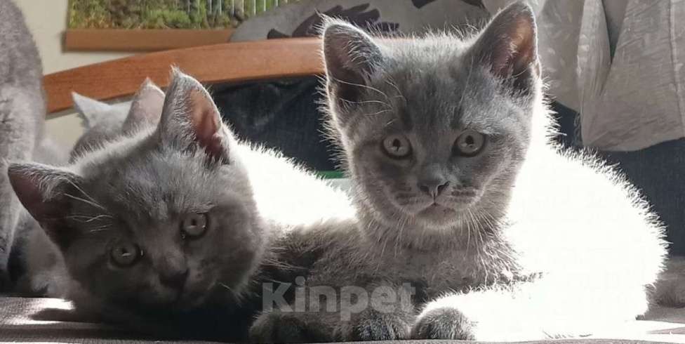 Кошки в Краснодаре: Милые котята британской породы Мальчик, Бесплатно - фото 1
