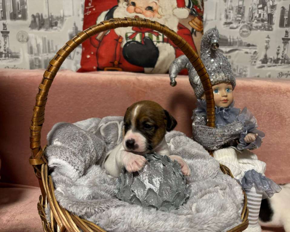 Собаки в других городах Московской области: Джек Рассел терьер,щенок Девочка, 50 000 руб. - фото 1