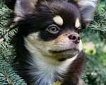 Собаки в Самаре: Чихуахуа  Мальчик, 50 руб. - фото 1