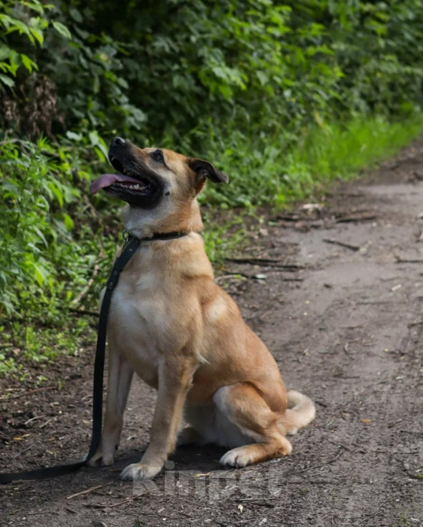 Собаки в Ореховом-Зуево: В надёжные руки Девочка, Бесплатно - фото 7