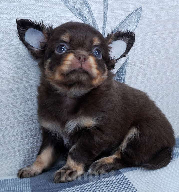 Собаки в Москве: Щенок чихуахуа длинношерстный Мальчик, 55 000 руб. - фото 1