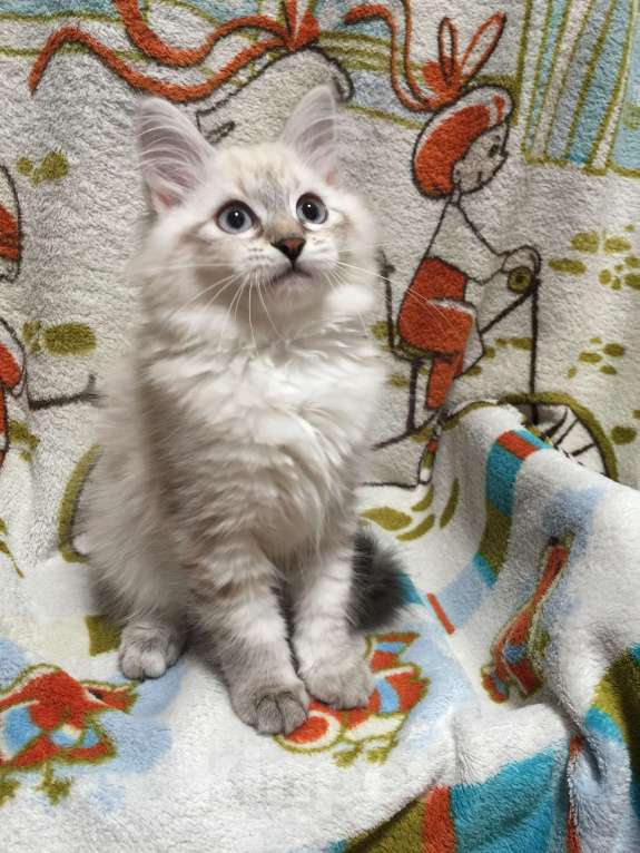 Кошки в Санкт-Петербурге: Невский маскарадный котёнок, кошка Девочка, 45 000 руб. - фото 2