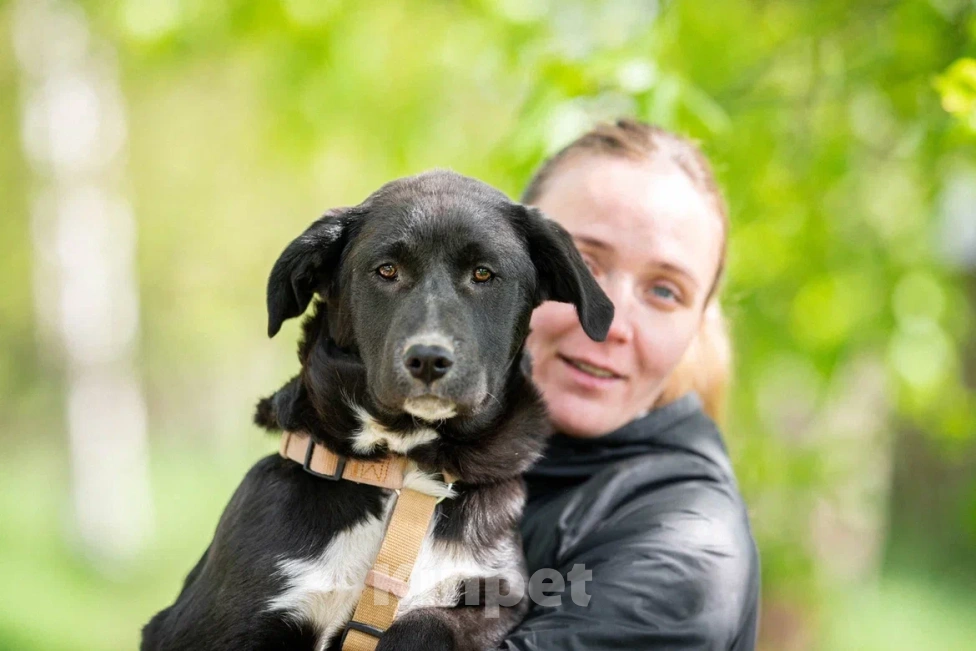 Собаки в Москве: Щенок в дар  Мальчик, Бесплатно - фото 2