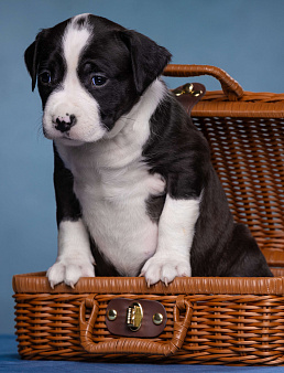 Девочки доступны к бронированию