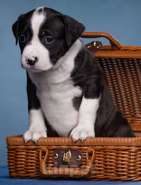 Собаки в Санкт-Петербурге: Девочки доступны к бронированию Девочка, Бесплатно - фото 1