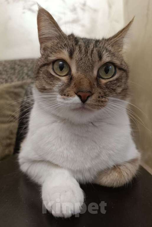 Кошки в Ставрополе: отдам в добрые руки Девочка, Бесплатно - фото 3