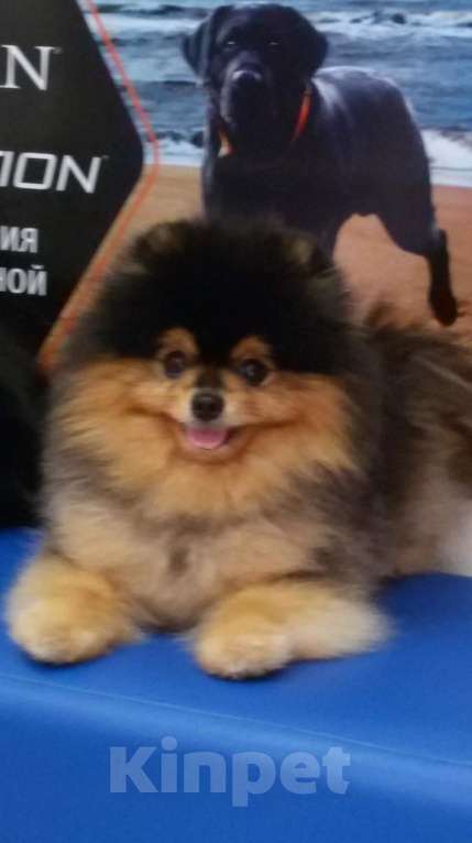 Собаки в Екатеринбурге: ВЯЗКА МИШКОЙ Девочка, 25 000 руб. - фото 3